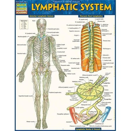 BARCHARTS PUBLISHING BarCharts Publishing 9781423233183 Lymphatic System Guide 9781423233183